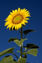 FRANCE, Provence Cote d’Azur, Bouches du Rhone, Single sunflower against blue sky growing in field