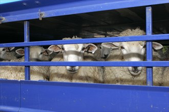 AGRICULTURE, Farming, Sheep, Sheep seen through the bars of a the truck they are being transported