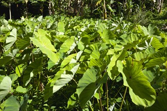 WEST INDIES, Grenada, St John, Callaloo crop growing beside banana trees in the countryside