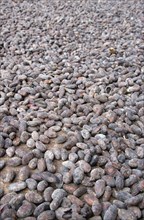 WEST INDIES, Grenada, St John, Cocoa beans drying in the sun at Douglaston Estate plantation
