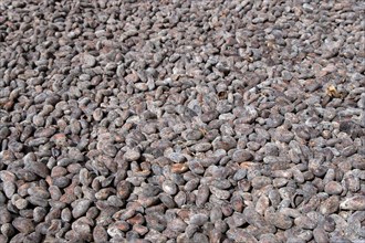 WEST INDIES, Grenada, St John, Cocoa beans drying in the sun at Douglaston Estate plantation
