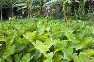 WEST INDIES, Grenada, St John, Callaloo crop growing beside banana trees in the countryside