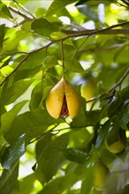 WEST INDIES, Grenada, St John, Ripe open yellow nutmeg fruit growing on a tree revealing the red