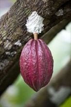 WEST INDIES, Grenada, St John, Unripe purple cocoa pod growing from the branch of a cocoa tree