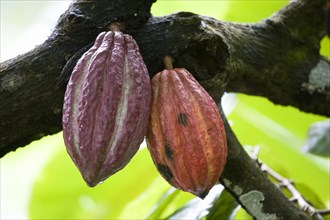 WEST INDIES, Grenada, St John, Unripe purple and ripening orange cocoa pods growing from the branch