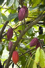 WEST INDIES, Grenada, St John, Unripe purple and ripening orange cocoa pods growing from the