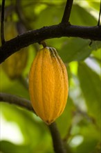 WEST INDIES, Grenada, St John, Ripe yellow cocoa pod growing from the branch of a cocoa tree