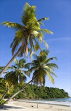 WEST INDIES, Grenada, St David, Coconut palm tree lined beach of La Sagesse with people playing on