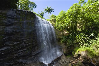 WEST INDIES, Grenada, St Andrew, Water cascading down the Royal Mount Carmell Waterfall surrounded