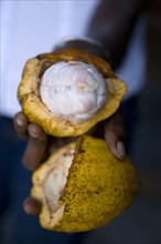 WEST INDIES, Grenada, St Patrick, Female worker at Belmont Estate plantation holding an open ripe