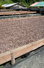 WEST INDIES, Grenada, St Patrick, Cocoa beans drying in the sun on retractable racks under the