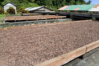 WEST INDIES, Grenada, St Patrick, Cocoa beans drying in the sun on retractable racks under the