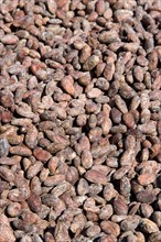 WEST INDIES, Grenada, St Patrick, Cocoa beans drying in the sun at Belmont Estate plantation