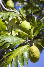 WEST INDIES, Grenada, St George, Breadfruit growing on a tree