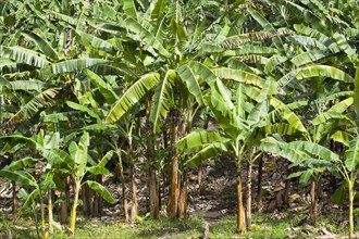WEST INDIES, Grenada, St John, Banana trees growing at the Douglaston Estate plantation