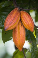 WEST INDIES, Grenada, St John, Three ripening orange cocoa pods growing in a group from the branch