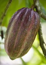 WEST INDIES, Grenada, St John, Unripe purple cocoa pod growing from the branch of a cocoa tree