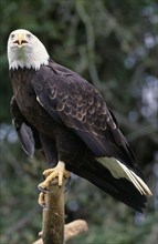 BIRDS, Birds of Prey, "Bald Headed Eagle Haliaeetus leucocephalus, native species of North America