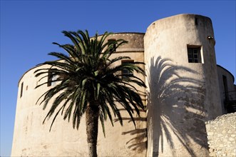 FRANCE, Corsica, St Florent, "Citadel walls with palm & shadow, Old Town"