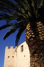 FRANCE, Corsica, St Florent, "Citadel walls with palm, Old Town"