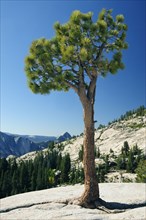 USA, California, Yosemite NP, Pine & mountain views at Olmsted Point