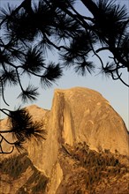 USA, California, Yosemite NP, Half Dome at sunset with pine branch silhouette
