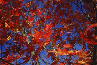 JAPAN, Honshu, Tokyo, Branches and leaves of Japanese Acer Maple Tree.