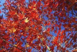 JAPAN, Honshu, Tokyo, Branches and leaves of Japanese Acer Maple Tree.