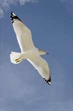 USA, Georgia, Tybee Island, Seagull flying against a blue sky.