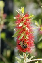 ANIMALS, Natural History, Bees, Bee on flower.