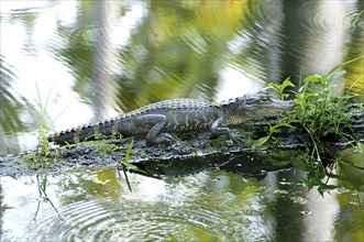 ANIMALS, Reptiles, Alligators, Alligator resting on log by a lake.