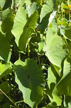 WEST INDIES, Grenada, St John, Callaloo crop detail of leaves.