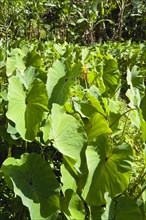 WEST INDIES, Grenada, St John, Callaloo crop growing beside a banana plantation.