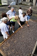 WEST INDIES, Grenada, St John, Tourists with local guide looking at and touching cocoa beans drying