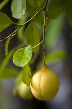 WEST INDIES, Grenada, St John, Almost ripe nutmeg fruit growing on a tree.