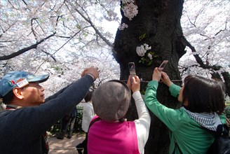 JAPAN, Honshu, Tokyo, "Chiyoda - Chidorigafuchi Park, two women use cell phones to take photo of
