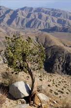 USA, California, Joshua Tree National Park, "Twisted tree & mountain view from Keys View, Joshua