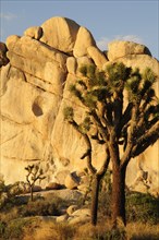 USA, California, Joshua Tree National Park, "Joshua Tree & boulder at Hidden Valley, Joshua Tree