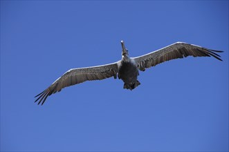 USA, California, Los Angeles, "Brown Pelican flying, Malibu"