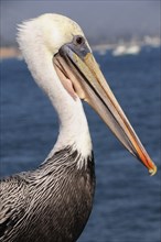USA, California, Santa Barbara, "Brown pelican, Stearns Wharf."