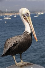 USA, California, Santa Barbara, "Brown pelican, Stearns Wharf, Santa Barbara"