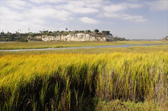 USA, California, Los Angeles, "Wetlands at Newport Bay Ecological Reserve, Newport Beach"