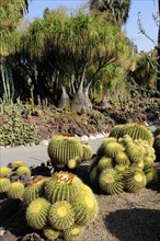 USA, California, Los Angeles, "Golden Barrels, Desert Garden, The Huntington, Pasadena. Cactus