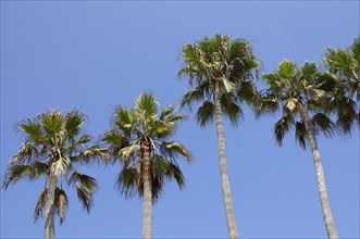 USA, California, Los Angeles, "Palm trees, Venice Beach"