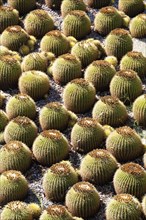 USA, California, Los Angeles, "Cacti & Exhibitions Pavilion, Getty Centre. Cactus plants"