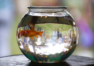 ENGLAND, West Sussex, Findon, Findon village Sheep Fair Two Goldfish in a bowl on a fairground