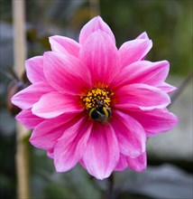 ENGLAND, West Sussex, Chichester, Bumble bee on a dark pink Dahlia flower in a garden.