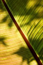 ENGLAND, West Sussex, Chichester, Plant Tree Leaf detail of Red Abyssinian or Ethiopian banana Musa