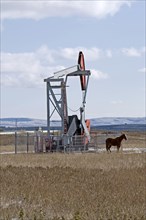 CANADA, Alberta , Kananaskis, Nodding Donkey oil derrick and Horse.