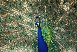 ANIMALS, Birds, Single, "Peacock, Pavo cristatus with tail spread to show iridescent plumage and